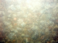 Image of seabed - photo.