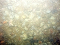 Image of seabed - photo.