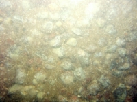 Image of seabed - photo.