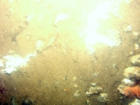 Image of seabed - photo.