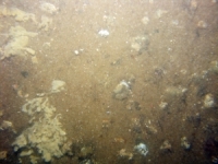 Image of seabed - photo.