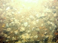 Image of seabed - photo.