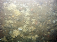 Image of seabed - photo.