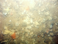 Image of seabed - photo.