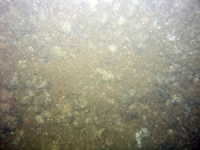 Image of seabed - photo.