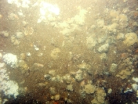 Image of seabed - photo.