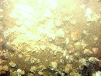 Image of seabed - photo.