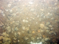 Image of seabed - photo.