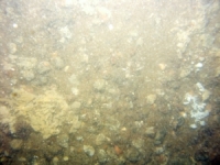 Image of seabed - photo.