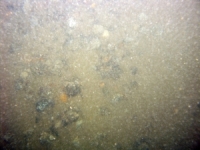 Image of seabed - photo.