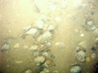 Image of seabed - photo.