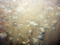 Image of seabed - photo.