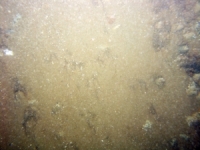 Image of seabed - photo.