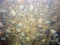 Image of seabed - photo.