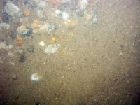 Image of seabed - photo.