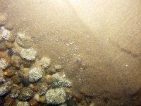 Image of seabed - photo.