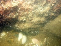 Image of seabed - photo.