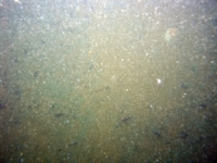 Image of seabed - photo.