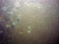 Image of seabed - photo.