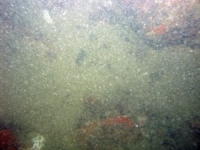 Image of seabed - photo.