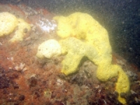 Image of seabed - photo.