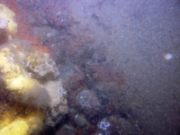 Image of seabed - photo.