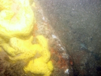 Image of seabed - photo.