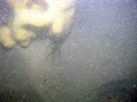 Image of seabed - photo.