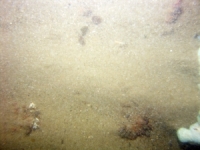 Image of seabed - photo.