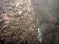 Image of seabed - photo.