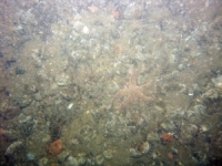 Image of seabed - photo.