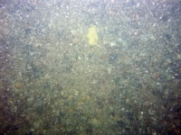 Image of seabed - photo.