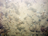 Image of seabed - photo.