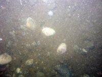 Image of seabed - photo.