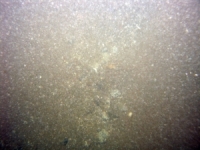 Image of seabed - photo.