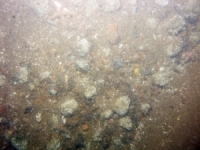 Image of seabed - photo.