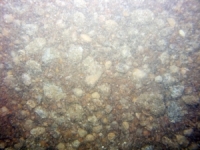 Image of seabed - photo.