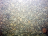 Image of seabed - photo.