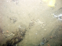 Image of seabed - photo.