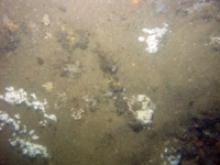 Image of seabed - photo.