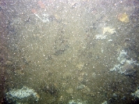 Image of seabed - photo.