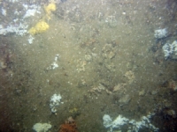 Image of seabed - photo.