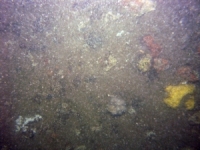 Image of seabed - photo.