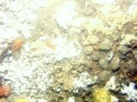 Image of seabed - photo.