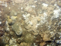 Image of seabed - photo.