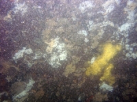 Image of seabed - photo.