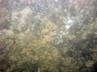 Image of seabed - photo.