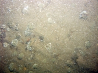 Image of seabed - photo.