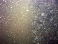 Image of seabed - photo.