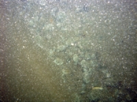 Image of seabed - photo.